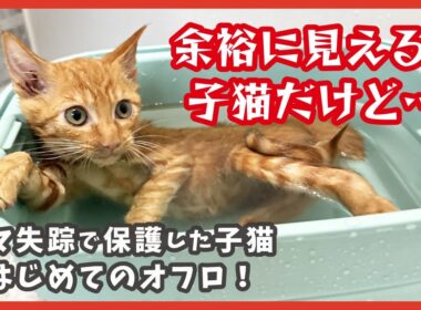保護した子猫のはじめてお風呂は元気いっぱい！可愛く変身🛁✨