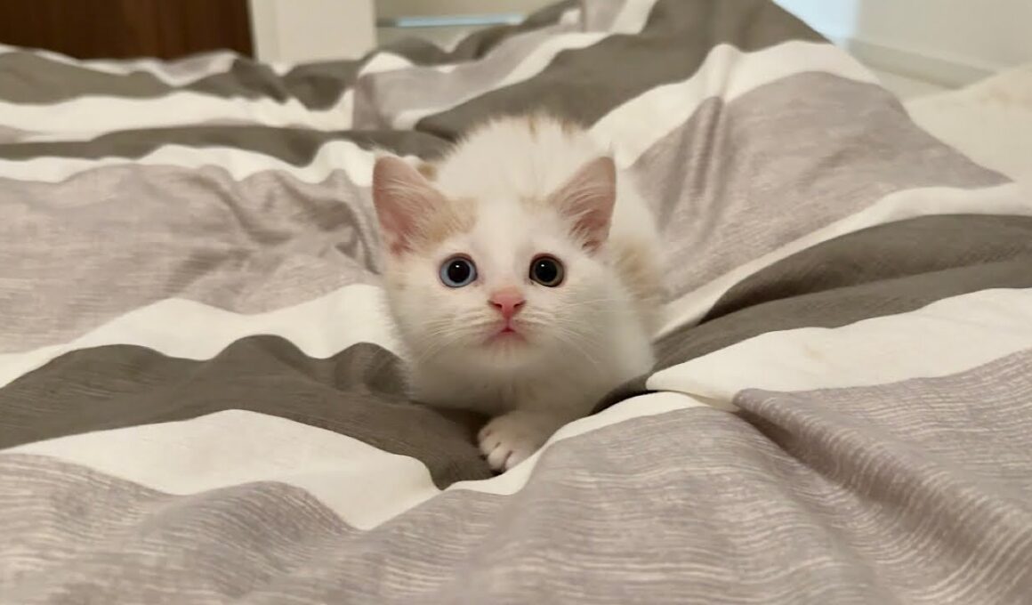 保護した生後１ヶ月の子猫と初めて一緒に寝てみたら嬉しすぎてこうなっちゃいました…