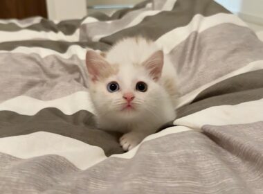 保護した生後１ヶ月の子猫と初めて一緒に寝てみたら嬉しすぎてこうなっちゃいました…