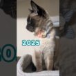 2024の君と、2025の君🐱 #cat #catshorts #シャム猫 #しゃむねこ #cute #ねこのいる暮らし #ねこのいる生活