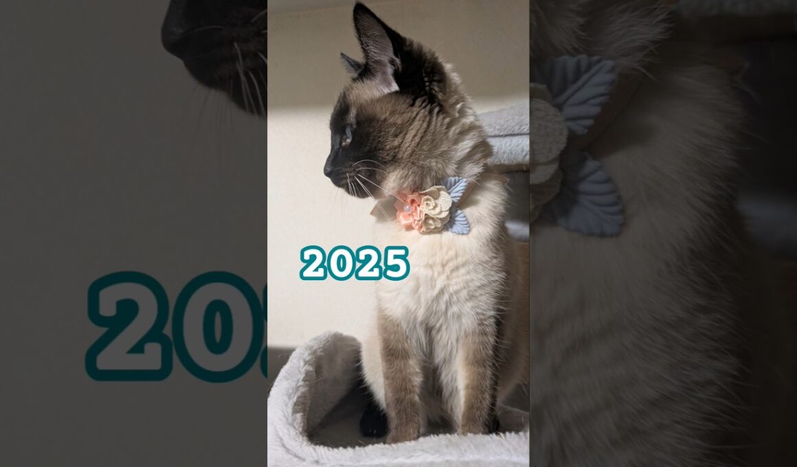 2024の君と、2025の君🐱 #cat #catshorts #シャム猫 #しゃむねこ #cute #ねこのいる暮らし #ねこのいる生活