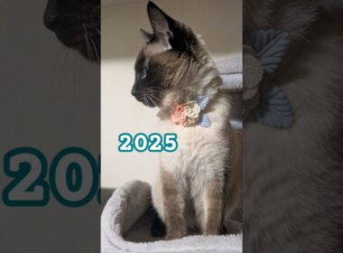 2024の君と、2025の君🐱 #cat #catshorts #シャム猫 #しゃむねこ #cute #ねこのいる暮らし #ねこのいる生活