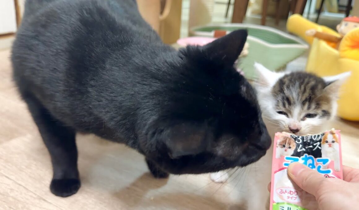 初おやつ！横取りされつつ夢中で食べる子猫【坊ちゃん日記#17＆たこやき君日記】A kitten eating a treat for the first time