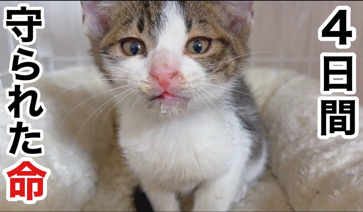 4日間､鉄工所で守られた命。助けられた子猫が我が家へ