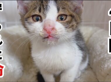 4日間､鉄工所で守られた命。助けられた子猫が我が家へ