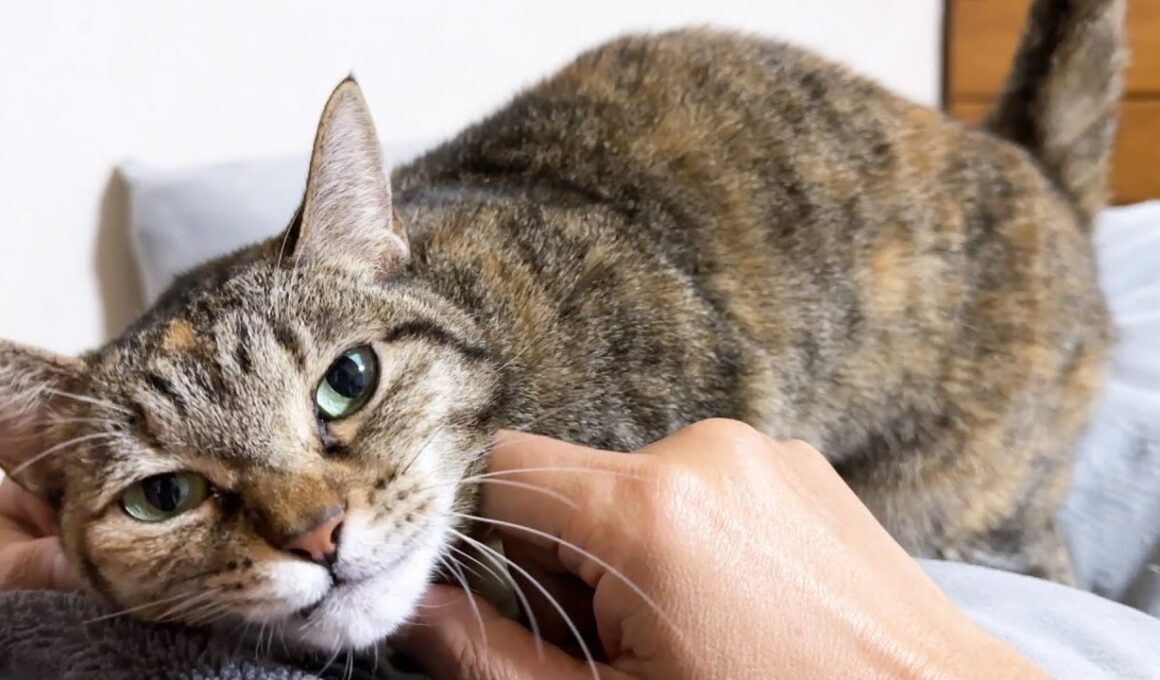 【お喋りな猫】飼い主のあの質問に返事！その一日は…