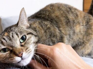 【お喋りな猫】飼い主のあの質問に返事！その一日は…