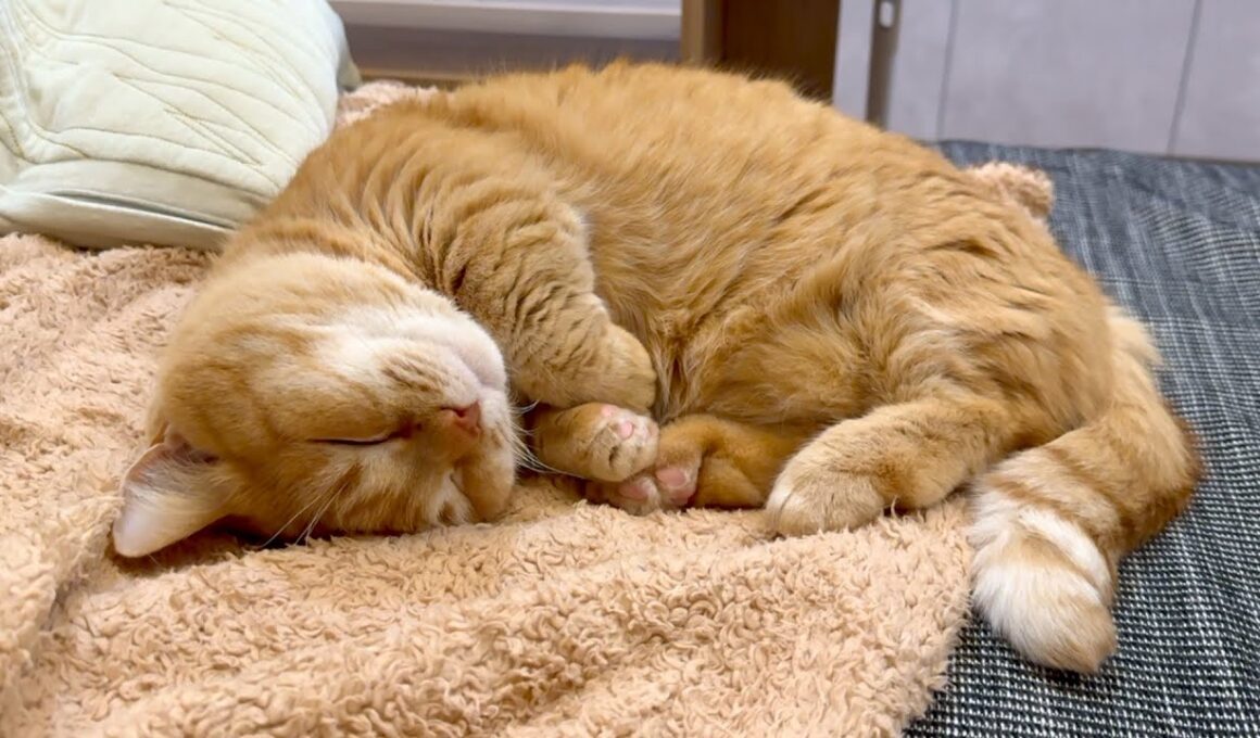 ぽっちゃり猫のいびきが可愛すぎる！
