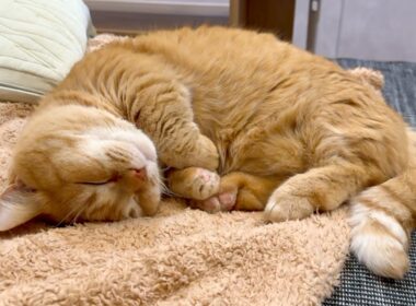 ぽっちゃり猫のいびきが可愛すぎる！