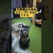 吹雪寝起き直後モモンガにおねだりする動画#cute #cat #ねこ #猫のいる暮らし #いやし #いやしねこ #吹雪