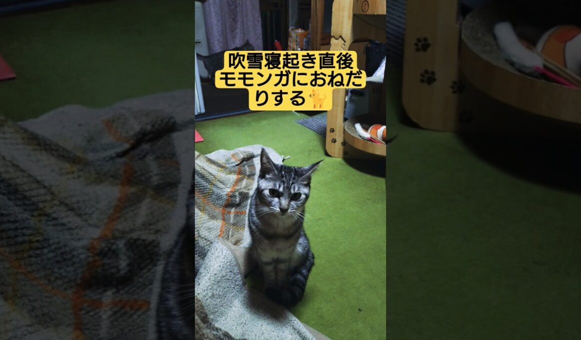 吹雪寝起き直後モモンガにおねだりする動画#cute #cat #ねこ #猫のいる暮らし #いやし #いやしねこ #吹雪