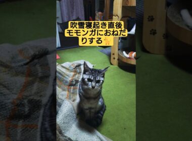 吹雪寝起き直後モモンガにおねだりする動画#cute #cat #ねこ #猫のいる暮らし #いやし #いやしねこ #吹雪