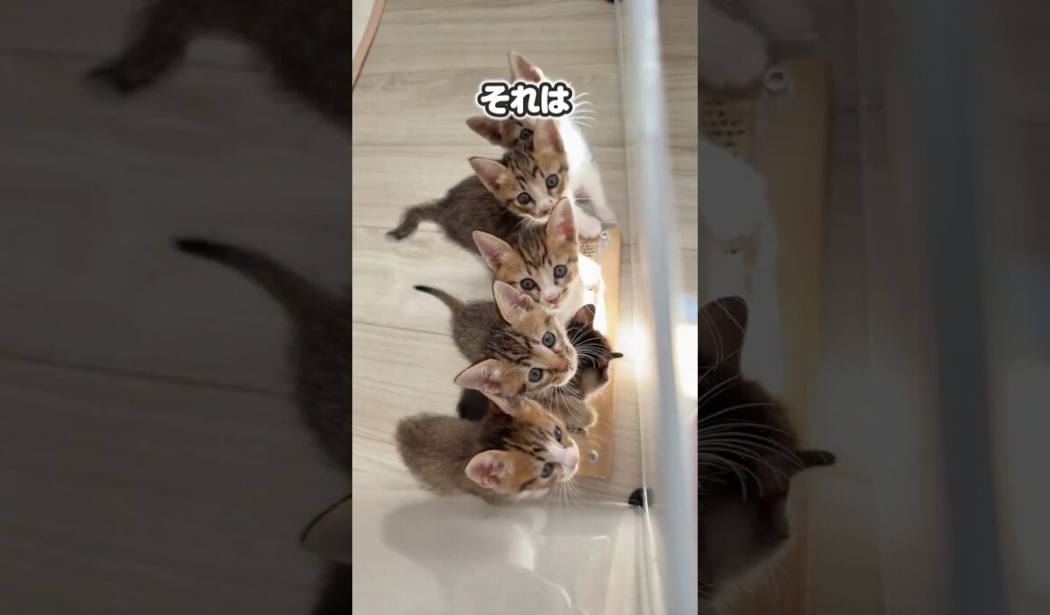 子猫のポヨンポヨン走る姿がかわいすぎる！ネコはそれぞれ個性があるよね【保護猫生活】