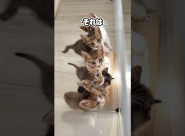 子猫のポヨンポヨン走る姿がかわいすぎる！ネコはそれぞれ個性があるよね【保護猫生活】