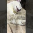 シャムの子ネコ、かわいく爆睡