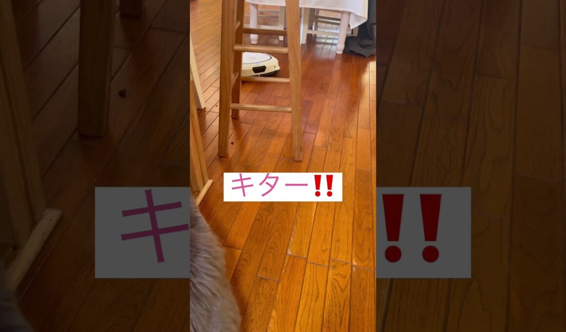 来てるよ #アメリカンカール #ねこ動画 #可愛い猫動画