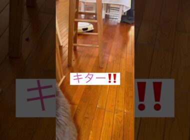 来てるよ #アメリカンカール #ねこ動画 #可愛い猫動画