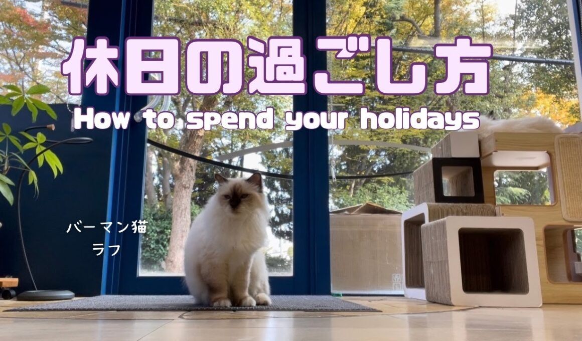 バーマン猫ラフとウリ【休日の過ごし方】How to spend your holidays（バーマン猫）Birman/Cat