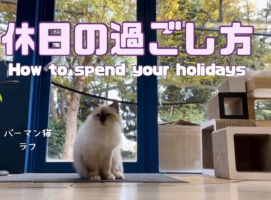 バーマン猫ラフとウリ【休日の過ごし方】How to spend your holidays（バーマン猫）Birman/Cat