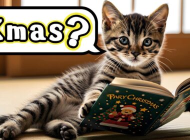 もふめし。/ Xmas？子猫がはじめて知るクリスマス/Xmas?