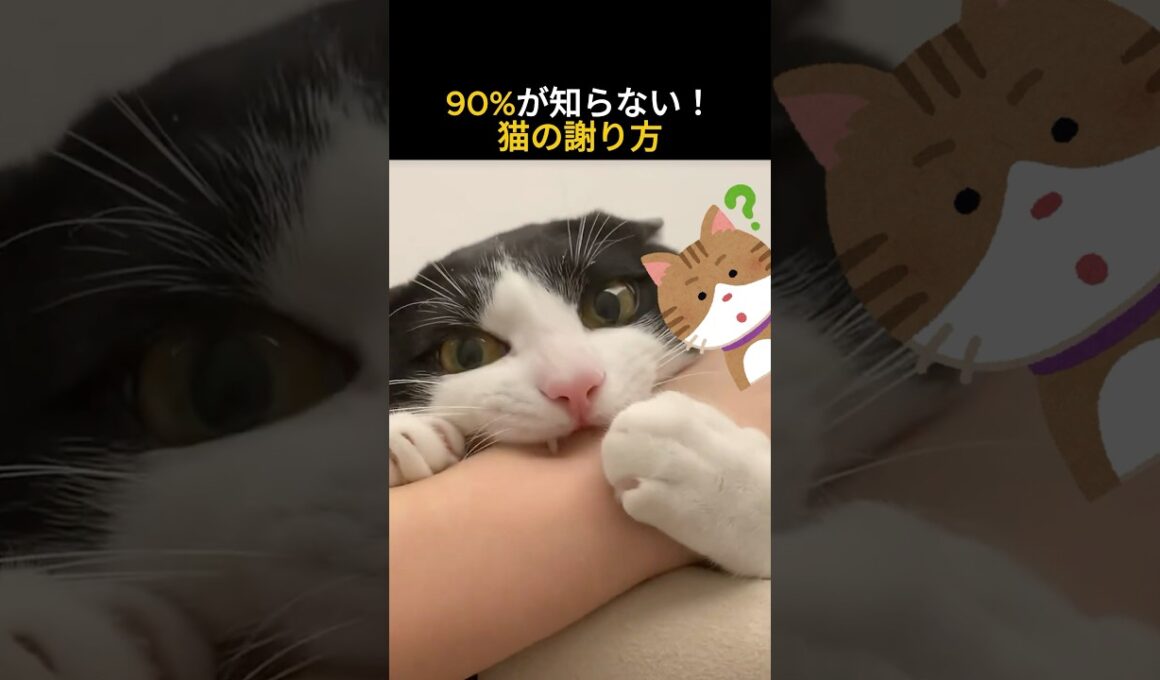 90%が知らない！猫の謝り方 #猫 #ねこ #猫あるある
