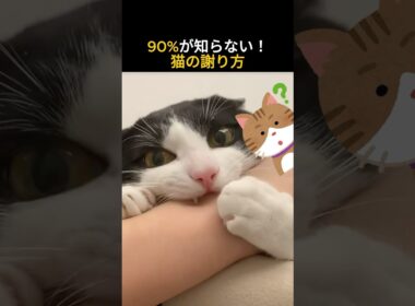 90%が知らない！猫の謝り方 #猫 #ねこ #猫あるある