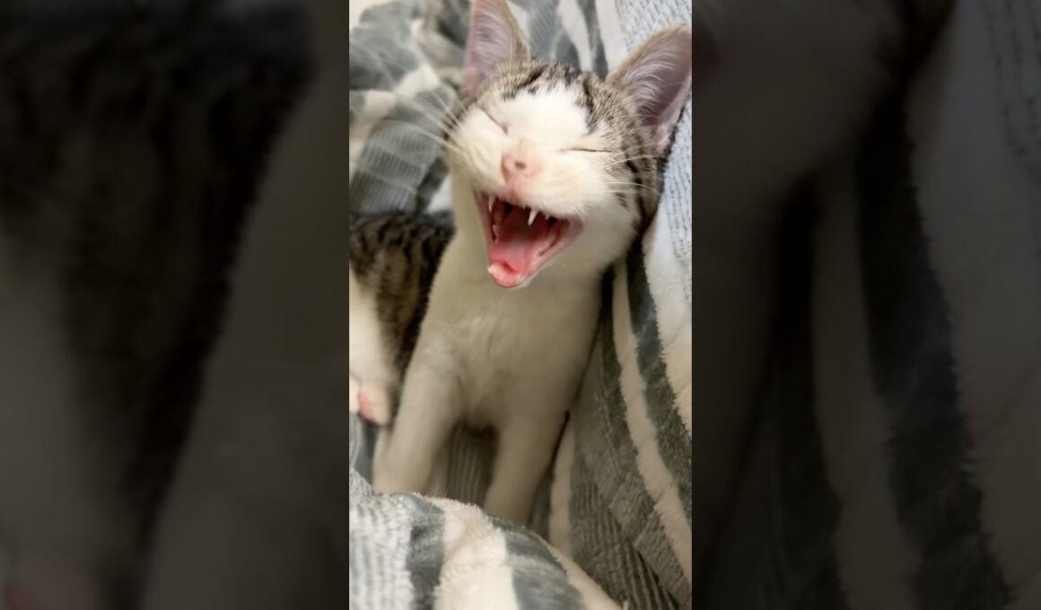 遅れて返事する子猫 #こねこ #子猫  #猫のいる暮らし