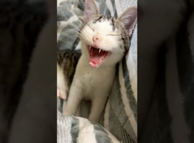 遅れて返事する子猫 #こねこ #子猫  #猫のいる暮らし