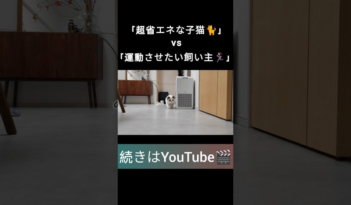 #shorts #ラグドール #子猫 #甘えん坊猫 #ぬいぐるみ猫 #ragdollcat