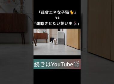 #shorts #ラグドール #子猫 #甘えん坊猫 #ぬいぐるみ猫 #ragdollcat