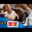 子猫がいなくなり激変した猫がこうなりました