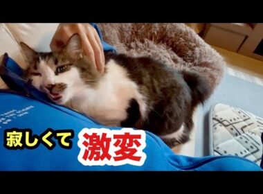 子猫がいなくなり激変した猫がこうなりました