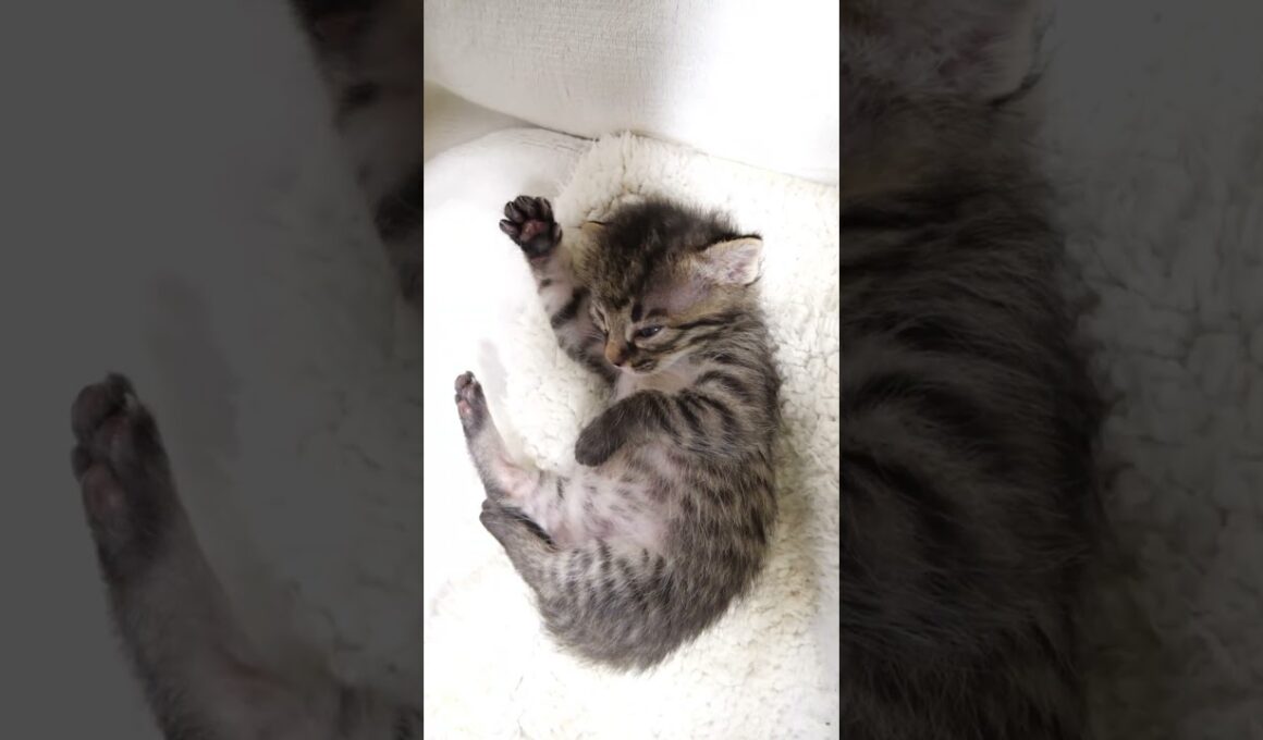 へそ天ポーズでうたた寝しちゃう赤ちゃん子猫【赤ちゃん猫　保護猫】