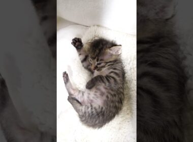 へそ天ポーズでうたた寝しちゃう赤ちゃん子猫【赤ちゃん猫　保護猫】