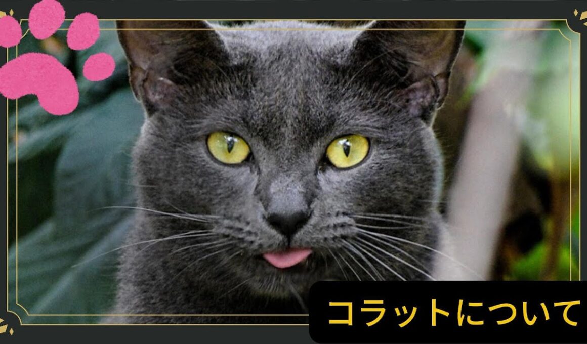 【コラットについて】ペットリフォーム セラフ榎本