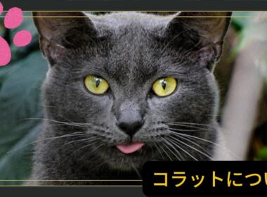 【コラットについて】ペットリフォーム セラフ榎本