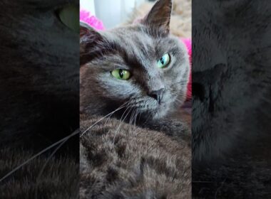 Кошка выспалась #korat #koratcat #cute #yawns