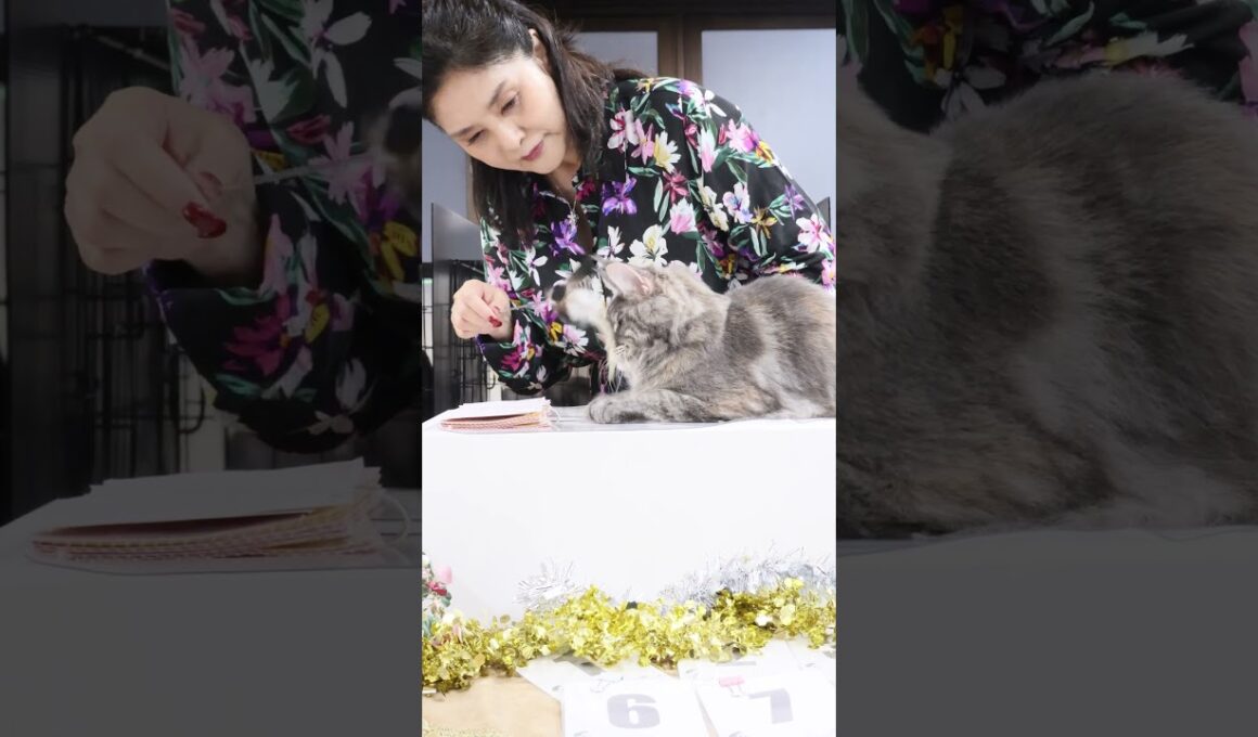 ECCキャットショーのエクセルシオール鶴岡ジャッジ一般審査