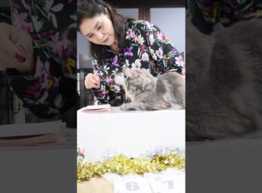 ECCキャットショーのエクセルシオール鶴岡ジャッジ一般審査