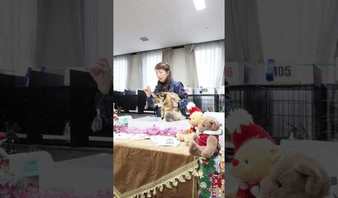 ECCキャットショーのエミリア田崎ジャッジ一般審査