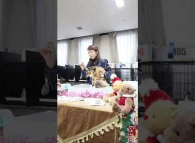 ECCキャットショーのエミリア田崎ジャッジ一般審査