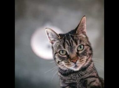 #shorts Sadmood of Amazing cats#differentmoodsofcats#awwanimals