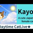 ★Daytime CatLive★27