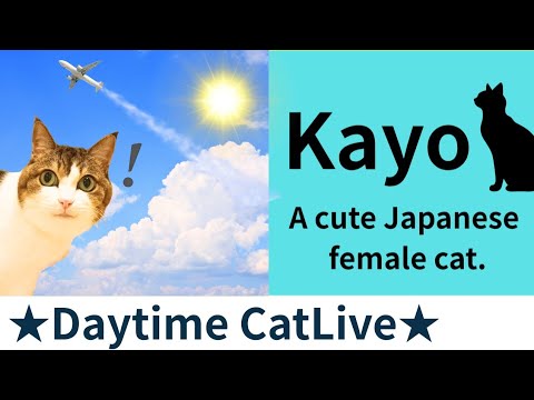 ★Daytime CatLive★27