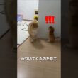 びっくりさせるつもりだった子猫の作戦