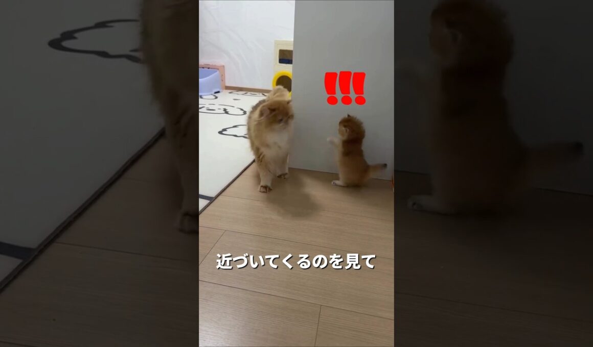 びっくりさせるつもりだった子猫の作戦