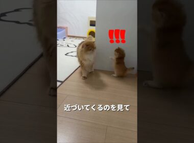 びっくりさせるつもりだった子猫の作戦