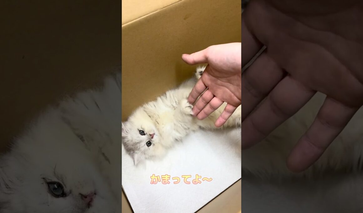 かまってほしいペルシャ