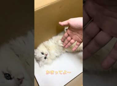 かまってほしいペルシャ