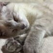 シャムの子ねこ寝顔対決。雫ちゃんvsパンダくん